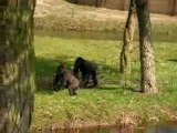 Gorillas arguing