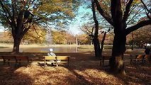 Walking around Yoyogi Park (Autumn leaves), Tokyo - Long Take【東京・代々木公園/紅葉】 4K