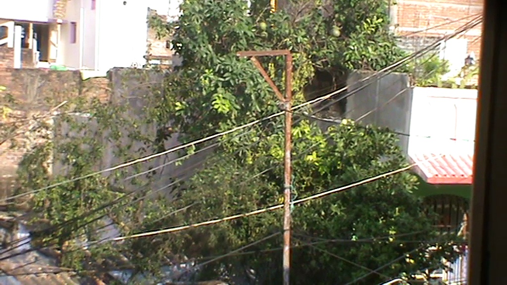 lemon tree, big lemon green tree