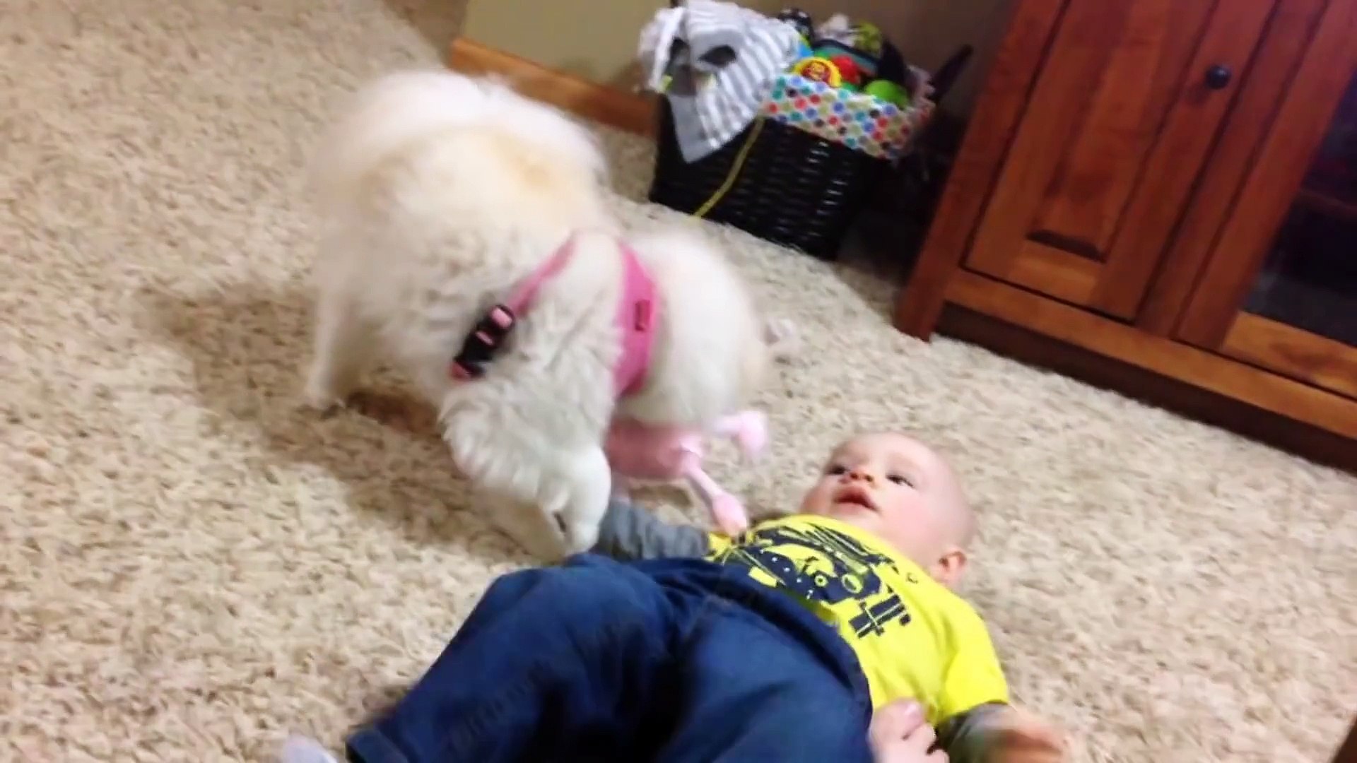 ⁣The Funniest Cute Pets & Animals Home Video Bloopers of 2016 Weekly Compilation   Funny Pet Vide