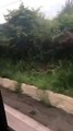 Un herido deja accidente de tránsito en Praderas de San Lorenzo, en Las Cumbres. El vehículo quedó metido en un herbazal. Video: @Tráfico Panamá - Más noticias