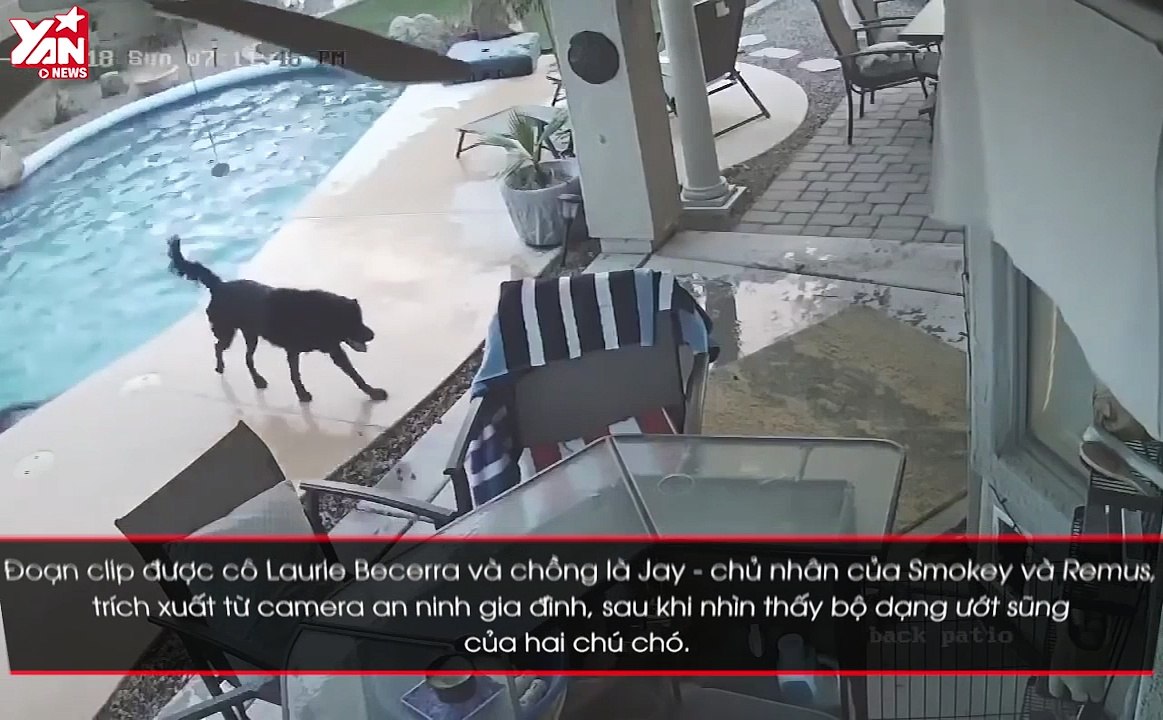 Khoảnh khắc tuyệt vời chú chó anh hùng cứu bạn khỏi hồ bơi