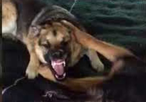 Bickering Dogs Hear 'Ice Cream' and Immediately Halt