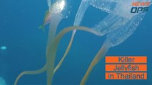Killer Jellyfish In Thailand