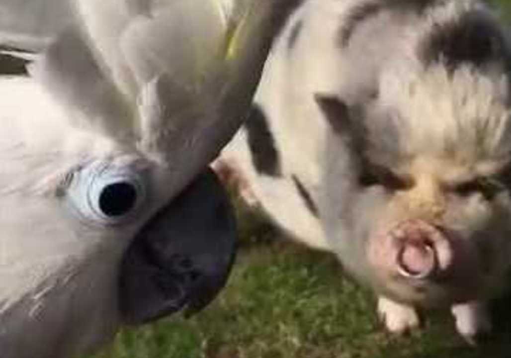 Living the Good Life - Harley the Cockatoo Goes on Holiday