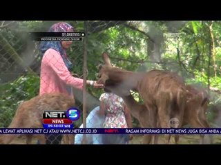 3 Rusa Timor di Kebun Binatang Bandung - NET 5