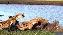 Most Amazing Wild Animals Attacks Hyena vs Lion Hyenas Attacking Lion Amazing fights