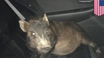 Pig follows man home from train station, man calls the police