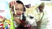 Feeding my DOG & Goldfish Carls Jr. Chicken Stars, Kids Meal - TigerBox HD