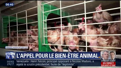 Poules pondeuses : l'appel de L214 et de Sophie Marceau pour le bien-être animal