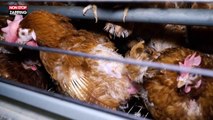 Sophie Marceau passe un appel contre l'élevage intensif de poulets pour L214 (vidéo)