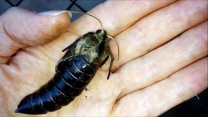 Giant Hawk Moth Pupa Hatching in a Mans Hand