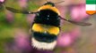 Bumble bee apocalypse: Third of bees wiped out in Ireland