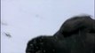 NATURE | Ravens | Ravens Playing in Snow | PBS