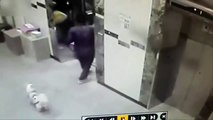Un livreur sauve un chien qui avait la laisse coincé entre les portes d'un ascenseur.