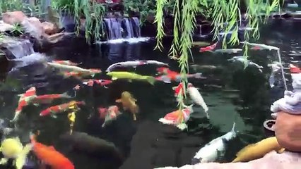 Mr Tung Tran 's Beautiful Koi Fish Pond