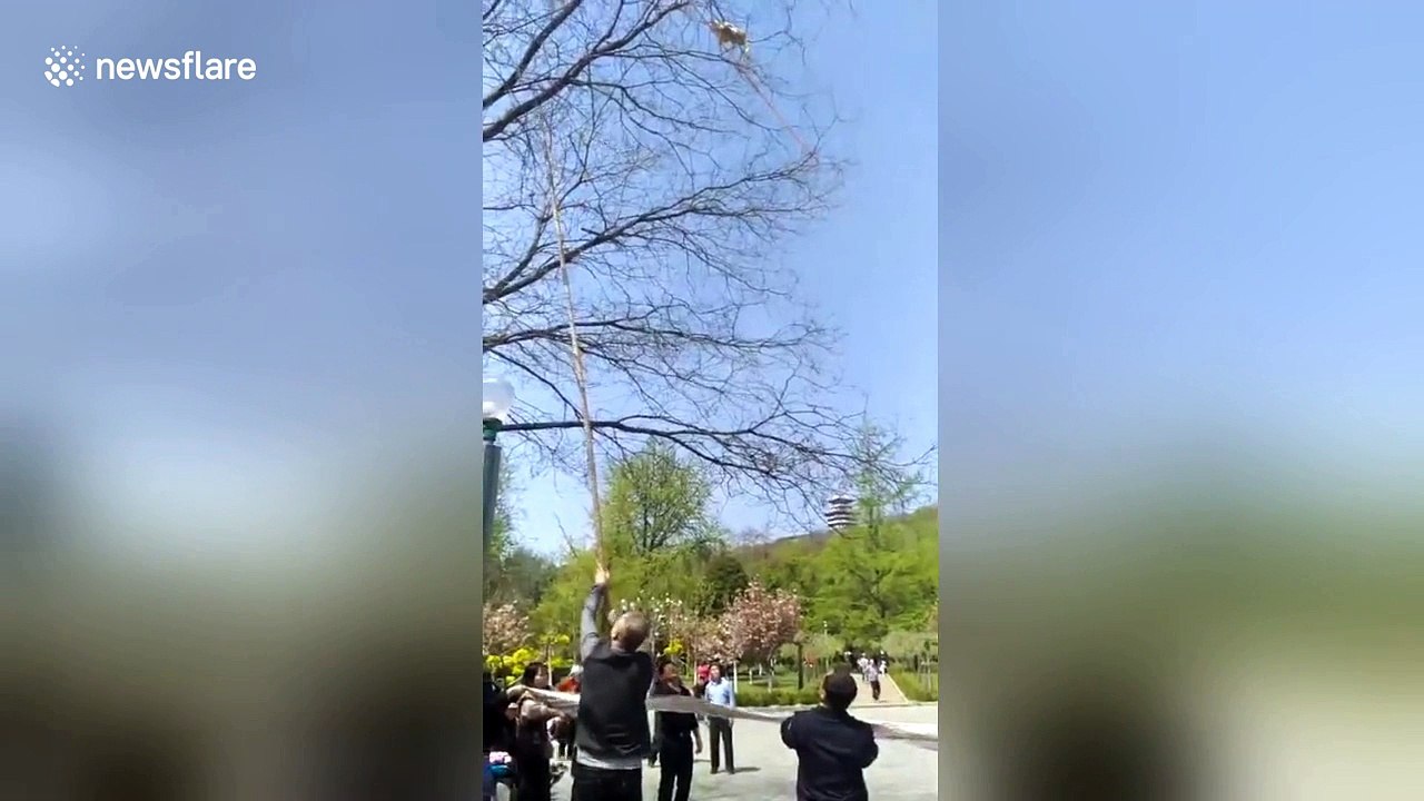 Cat rescue nearly goes horribly wrong after feline gets prodded by giant bamboo stick