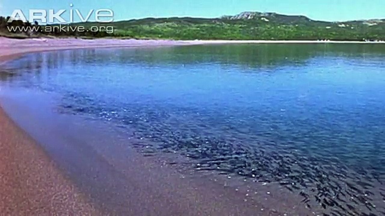 An osprey fishing in spectacular super slow motion | Highlands - Scotlands Wild Heart