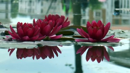 140 çeşit nilüfer çiçek açtı