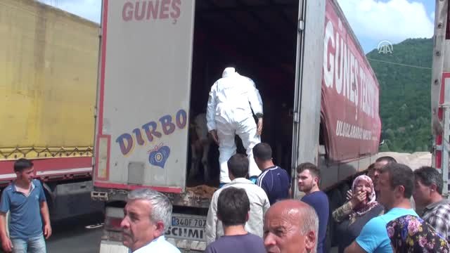 Genç Çiftçilere Büyükbaş Hayvan Hibesi