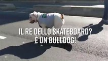 Passione skateboard? Provate a battere questo cane!
