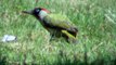 Le pic vert ou pivert (Picus viridis)