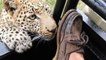 Un touriste se fait croquer sa chaussure par un léopard !