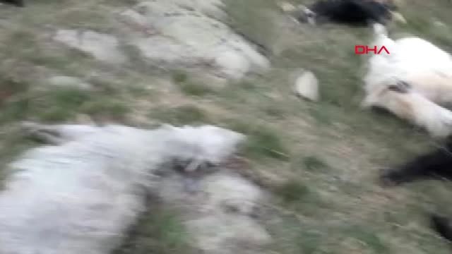 Kütahya Yıldırım Düşmesi Sonucunda 29 Küçükbaş Telef Oldu