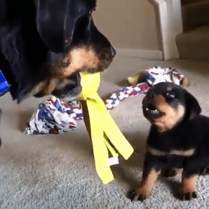 Big woofer teaching little pupper how to play tug