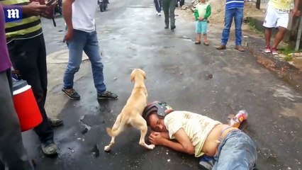 #فيديوكلب يرفض أن يقلق المارة ورجال الشرطة منام صاحبه الذي اتخذ من الطريق سريرا له في #كولومبيا#الوطن #منوعات