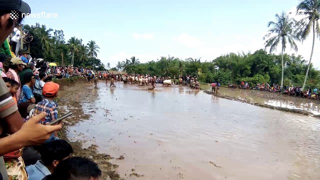 After harvest, farmers get dragged through the mud in Indonesia bull race