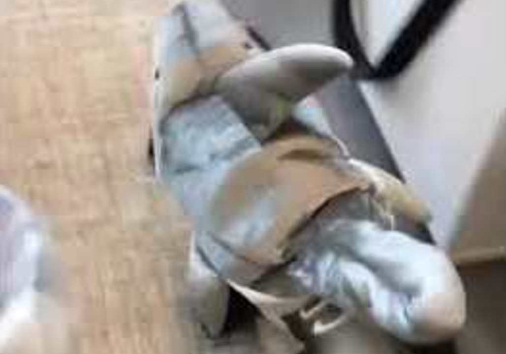 Dog Dressed as Shark Wanders Around Human Office