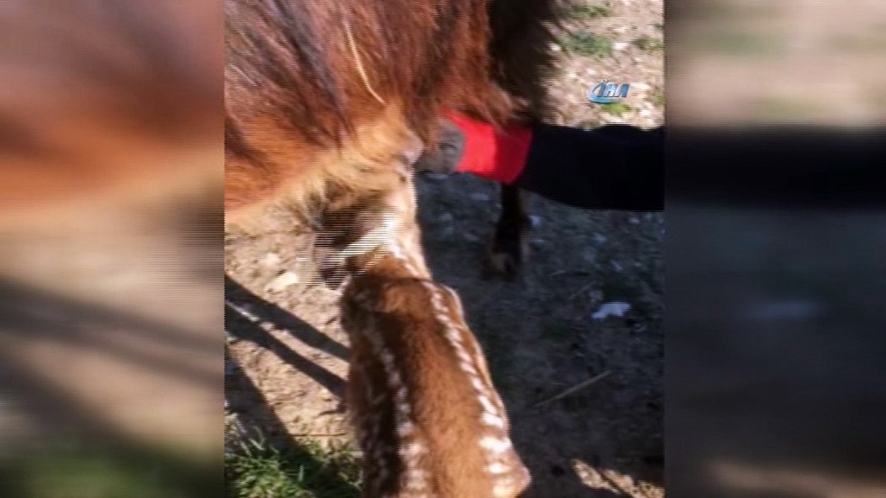 Doğa Koruma ve Milli Parklar yavru karacaya sahip çıktı