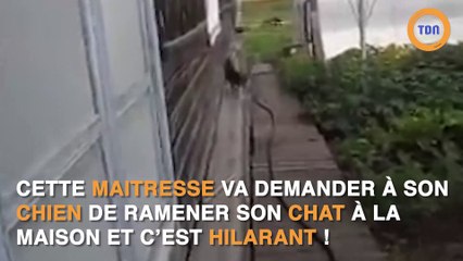 Chien ramène chat