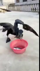 balıkları lüp lüp yutmada usta olan kuş