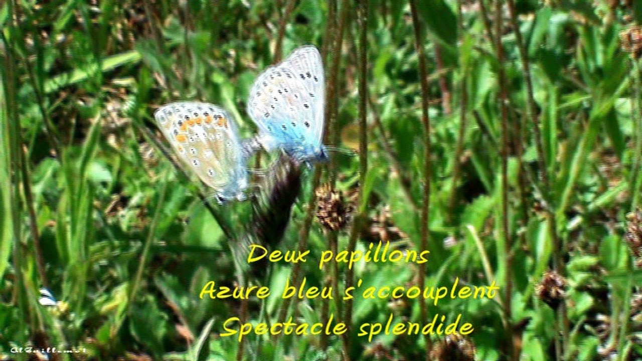 Deux papillons  Azure bleu s'accouplent Spectacle splendide 