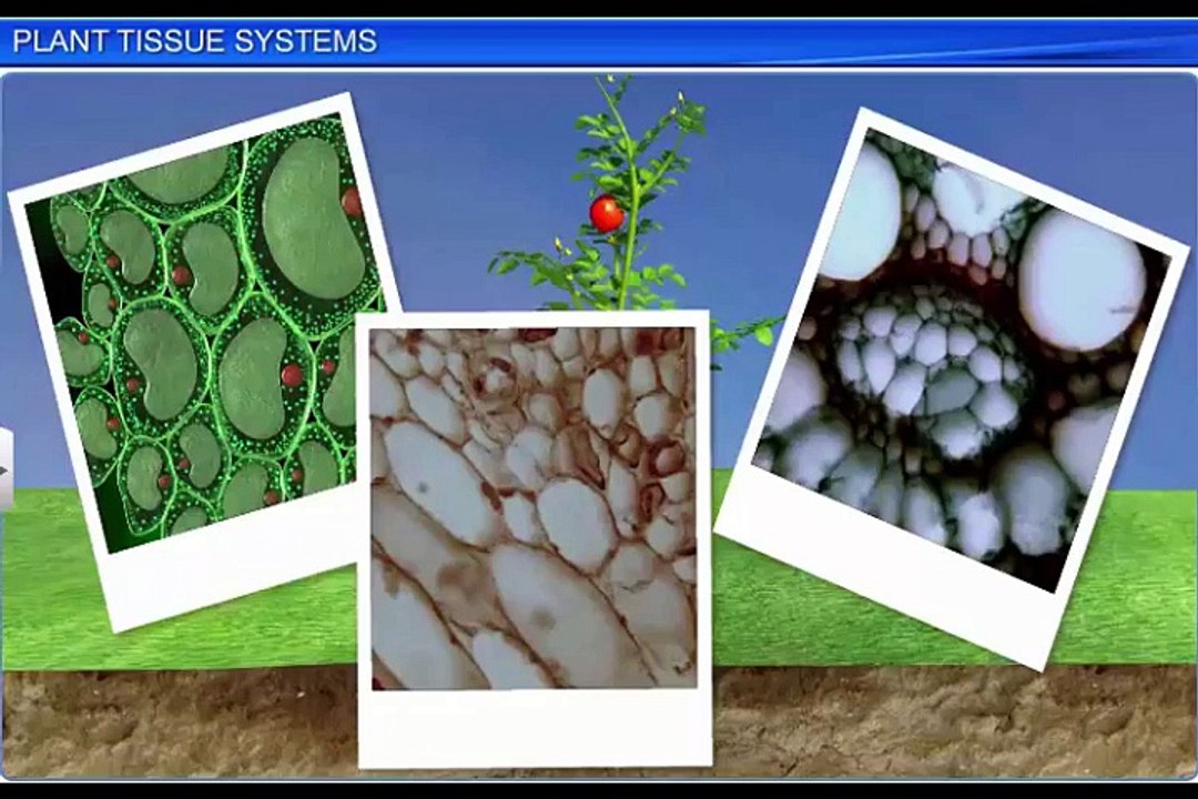 (4)CBSE Class 11 Biology, Anatomy of Flowering Plants – 4, Plant Tissue Systems