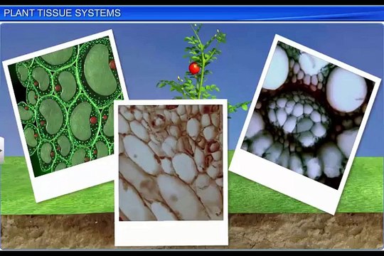 (4)CBSE Class 11 Biology, Anatomy of Flowering Plants – 4, Plant Tissue Systems