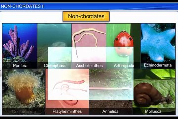 (3)CBSE Class 11 Biology, Animal Kingdom – 3, Non-chordates - II