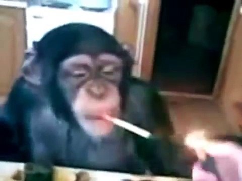 animal which always make us laugh and happy