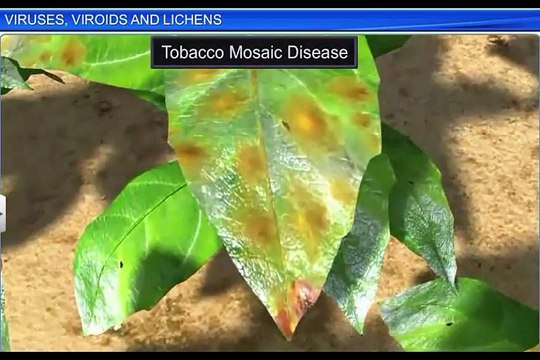 (6)CBSE Class 11 Biology, Biological Classification – 6, Viruses, Viroids and Lichens