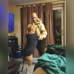 These dogs really love dancing