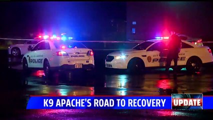 K9 Officer Makes Miraculous Recovery After Being Shot in the Neck