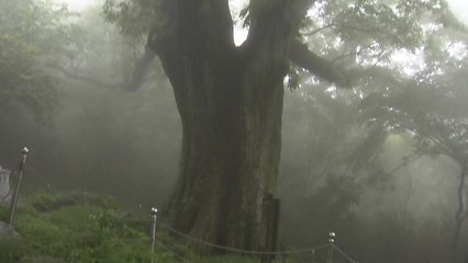 천년 나무에 소주까지...전라도 정도 1,000년! / YTN