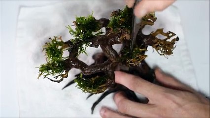 Bonsai tree aquascape step by step