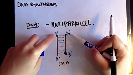Leading strand vs. lagging strand