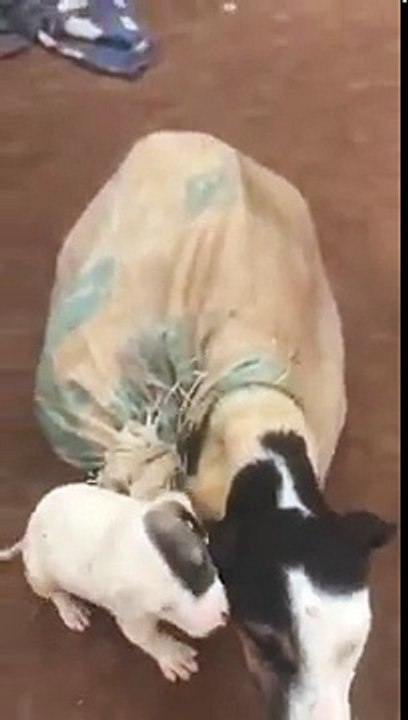 Cadela e seus filhotes são encontrados dentro de um saco no meio do nada