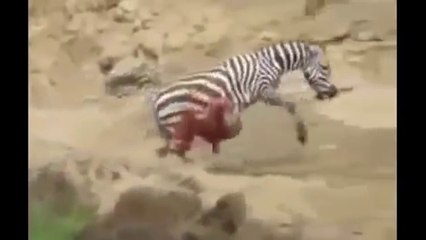 IMPRESIONANTE: COCODRILO DESTRIPA UNA CEBRA VIVA