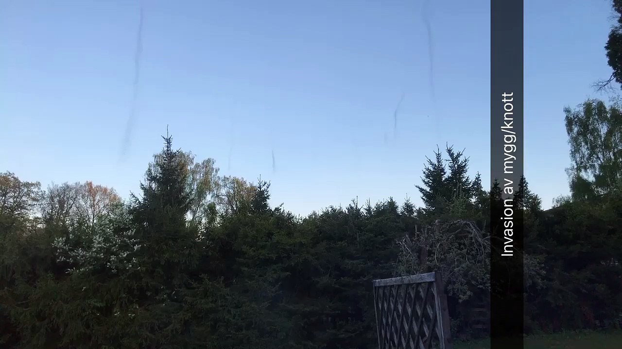 Insect Tornado Invasion