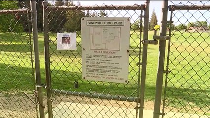 Family's Chihuahua Fatally Attacked by Another Dog at Park